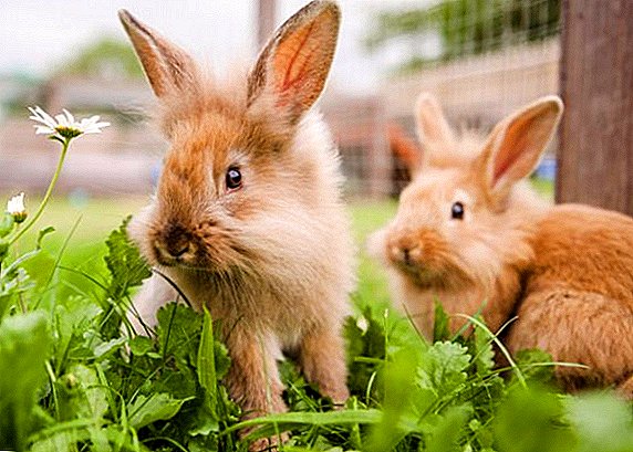 Kembang kelinci: wulu lan mudhun (kanthi foto lan jeneng)