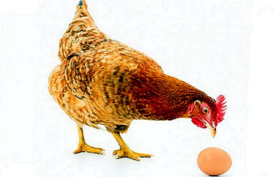 सर्वात मोठ्या अंडी सह कोंबडीची जाती