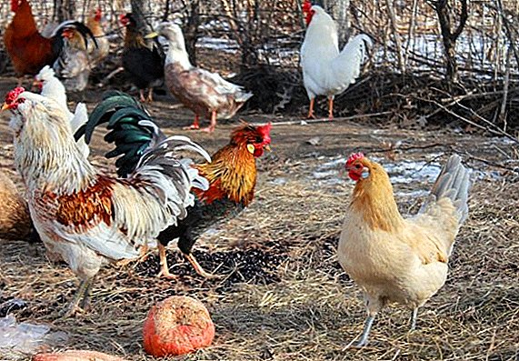 بیلاروس میں مرغوں کی نسلیں