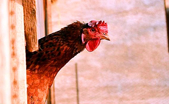 Раси на најпрестижните кокошки: месо, слоеви