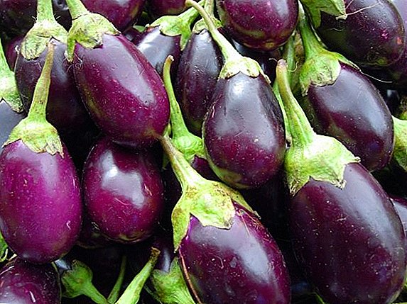 Ịgha mkpụrụ eggplant na ala na-emeghe na atụmatụ nke osisi na-eto eto