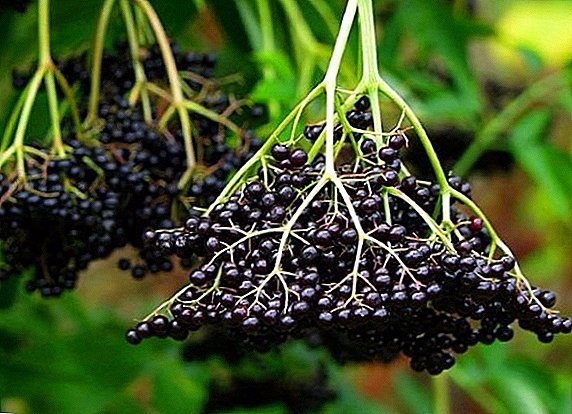 Gróðursetning og umönnun svartur elderberry