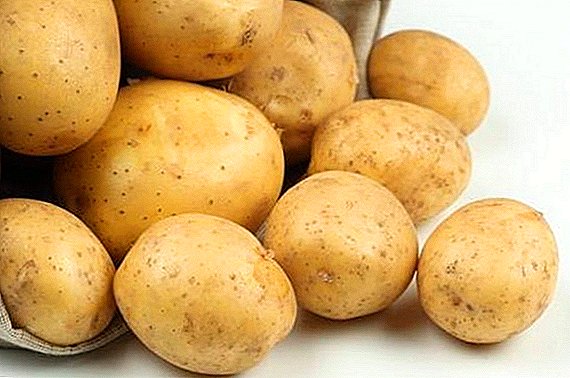 Penanaman jeung miara variétas kentang Adretta