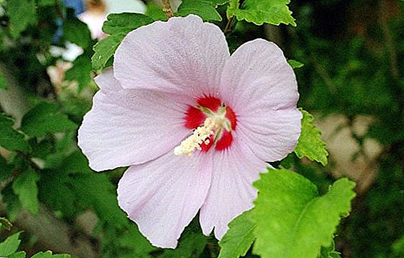 Totoina ma tausia le hibiscus Suria