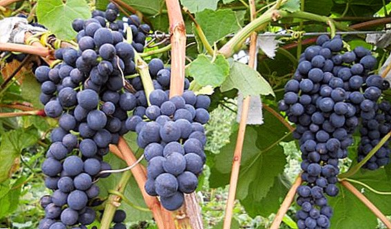 Cultivo e coidado das uvas "Memoria Dombkovskaya" no país