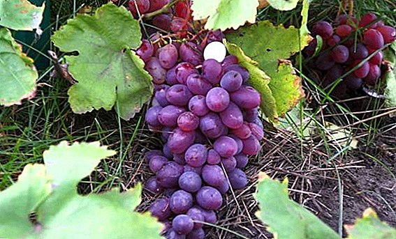 Penanaman sareng miara buah anggur "Memory of the bedge" di negeri