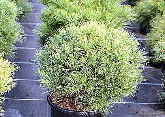 Hilberîn û çandiniya cûreyên popular ên Weymouth pine