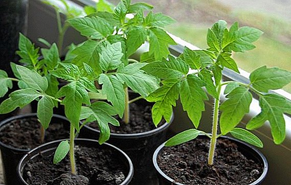 Садење саден саден домат: како да се избере оптималното време