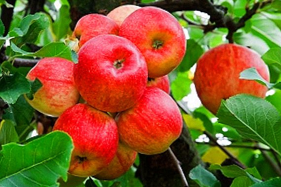 Dara darên apples di pêkanîna hûrgelan de hene: kîjan cûda hilbijêrin