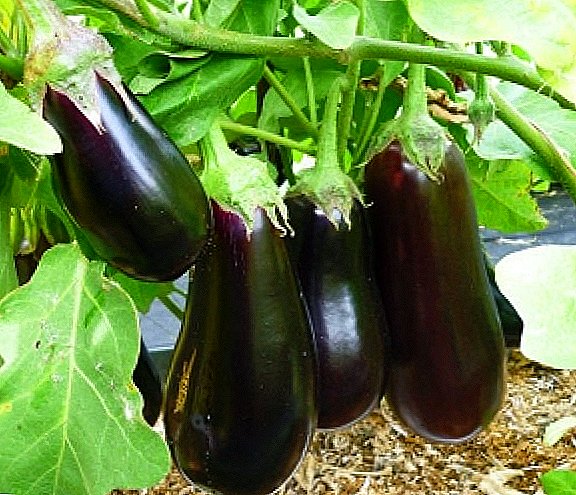 Ag cur síológa eggplant: comhairle phraiticiúil