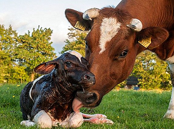 მშობიარობის შემსწავლელი პირები ძროხებში: რა არის, რა უნდა იყოს მკურნალობა, როგორ თავიდან აცილება