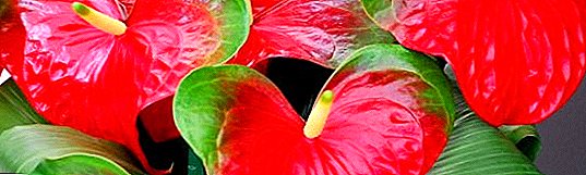 Anthurium flavescere folia: florem posse tractare morbi