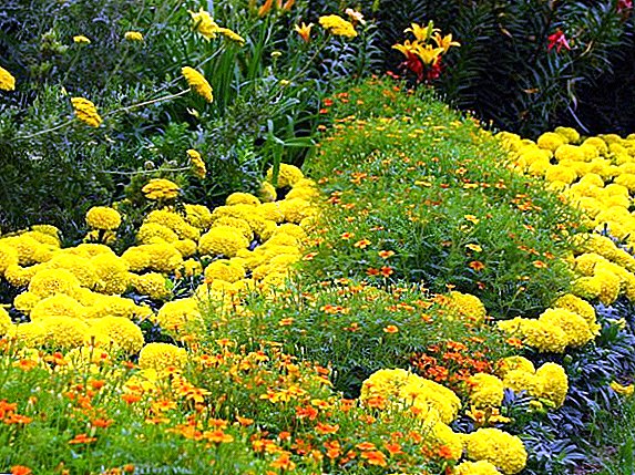 Aturan lan fitur saka marigolds akeh saka wiji