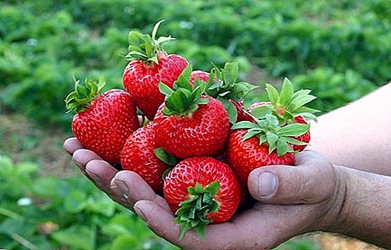 Aturan babagan tanduran lan care kanggo strawberries "Ukuran Rusian"
