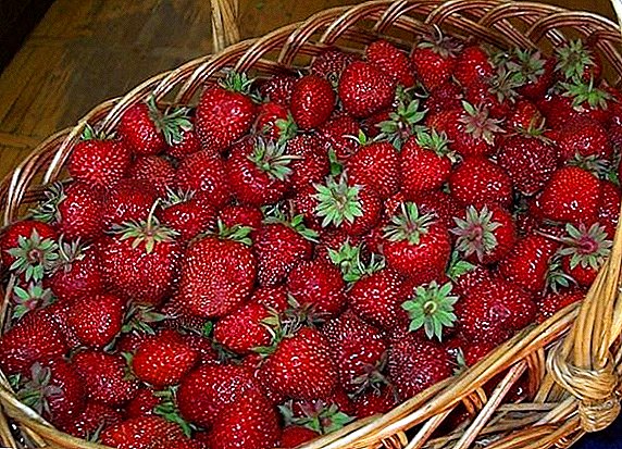 Malamulo a kubzala ndi kusamalira strawberries mitundu "Phwando"