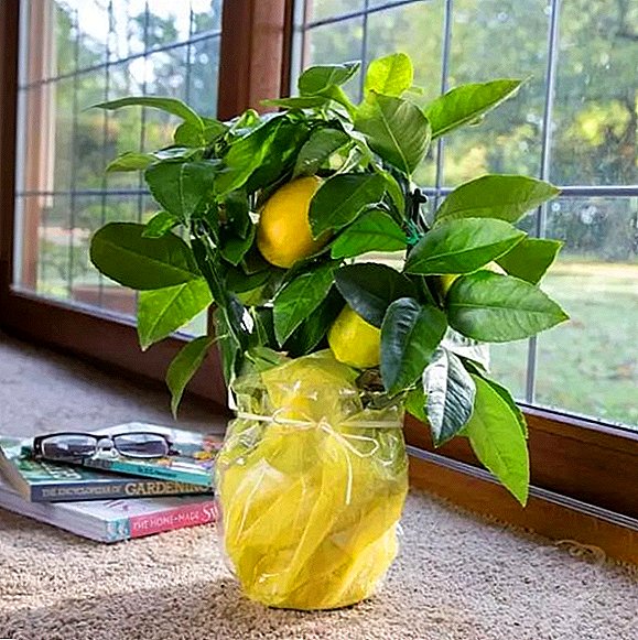 قوانین برای کاشت و مراقبت از لیمو در منزل