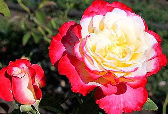 Վարդերի տնկման եւ խնամքի կանոնները Կրկնակի հրճվանք
