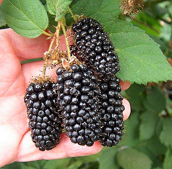 Aturan kanggo melak sareng miara blackberry ngahasilkeun "Giant"