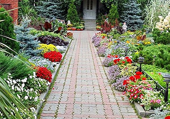 Правила за избор на повеќегодишни тротоари за вашата градина со опис и слика