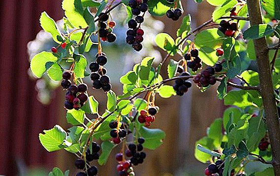 Malamulo olima ulimi wa Canada shadberry: makhalidwe a kubzala ndi kusamalira