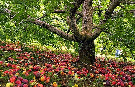 Հին խնձորի ծառերի պատշաճ հափշտակում