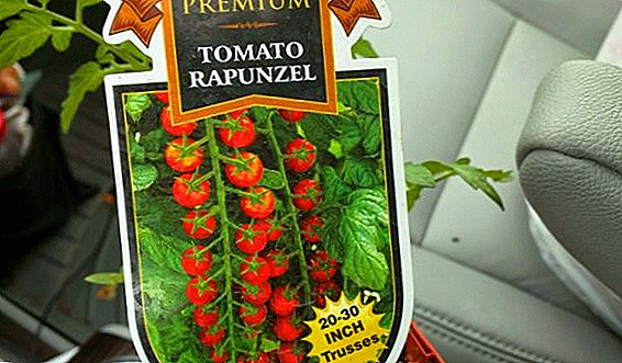 Penanaman anu leres sareng karakteristik tomat "Rapunzel"