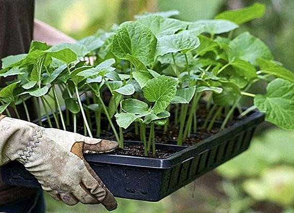 کاشت مناسب نهال های خیار در گلخانه ای پلی کربنات