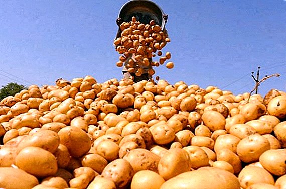 Правилно складирање на компири за зима