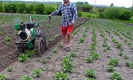 Hilling of potato with proper walker