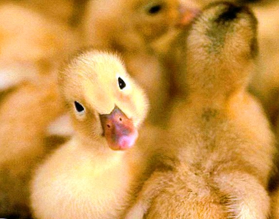 Behoorlike voeding van goslings vanaf die eerste dae van die lewe