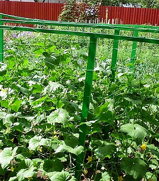Cucumbers साठी trellis जाळी स्थापित करण्यासाठी फायदे आणि नियम