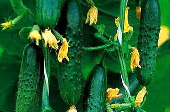 Beneficia et praecepta culturam varietates cucumeres "Verus Colonel"