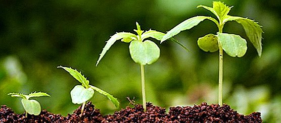 На дрога "шарм" (шарм) за растенија: како да се користи стимулатор за раст