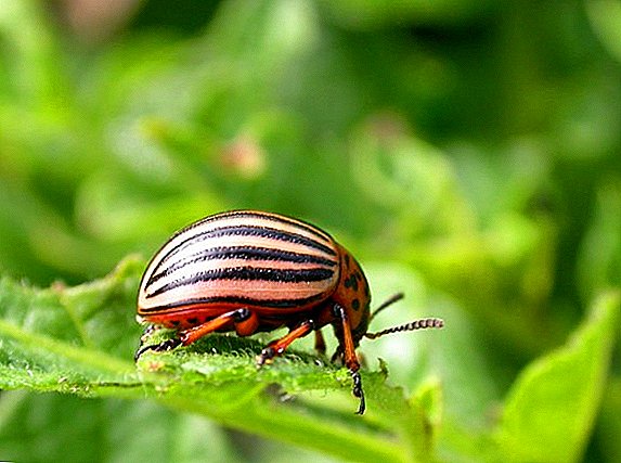 Ukulungiselela ukulwa ne-Colorado amazambane beetle