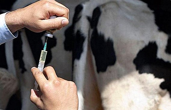 ნარკოტიკების გამოიყენება მკურნალობის ძროხა