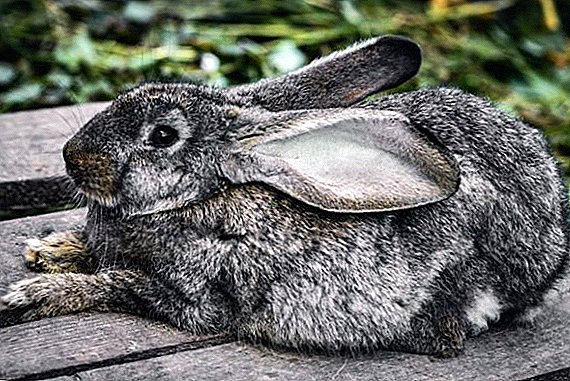 خرگوش اور لالچ کے طریقوں میں جارحیت کا سبب