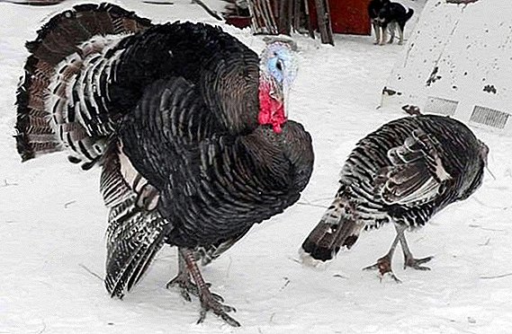 Izizathu zokulwa nama-turkeys