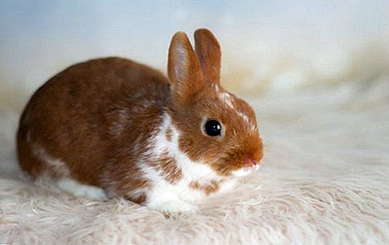 Alasan kenapa kelinci grunts nalika nglangi irung
