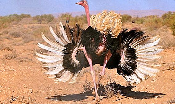As razóns polas que o avestruz non pode voar