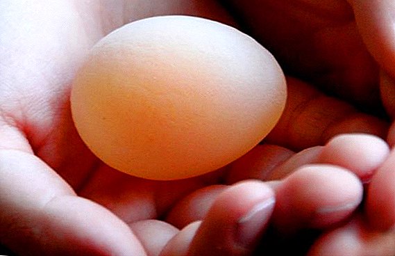 As razóns polas que o pollo pon ovos sen cascarón, a decisión