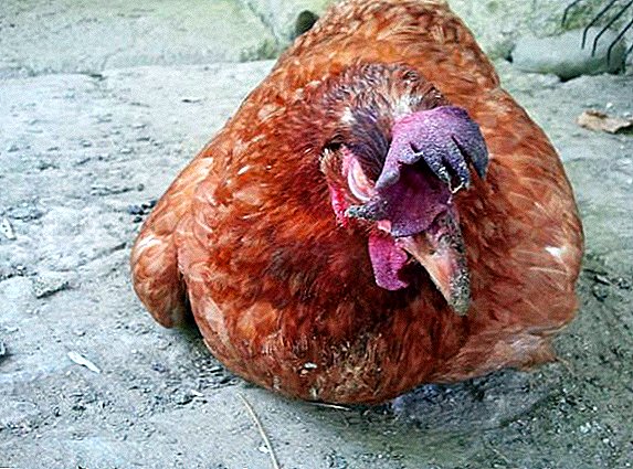Causas e tratamento da diarrea nas galiñas
