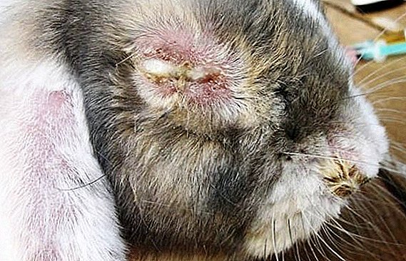 خرگوش اور ان کے علاج میں آنکھ کی بیماری کی وجہ