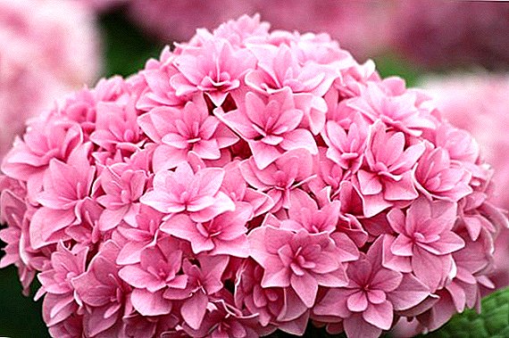 Causes of germ and drying of leaves of hydrangea