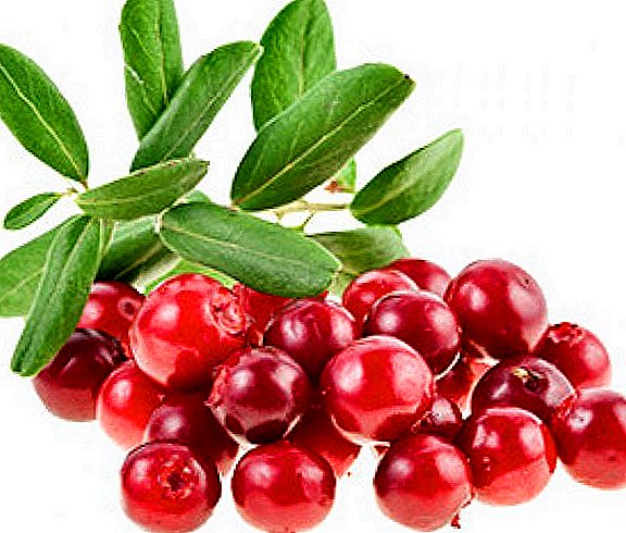 Úsáid cranberries: airíonna míochaine agus contraindications