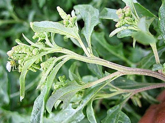 Quinoa को उपयोग: पौधेहरु को उपयोग को लाभ र नोकसान