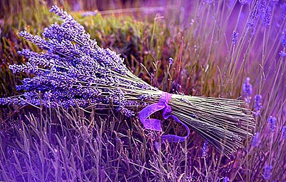 Ang paggamit sa mga kabtangan sa pag-ayo sa lavender sa folk medicine