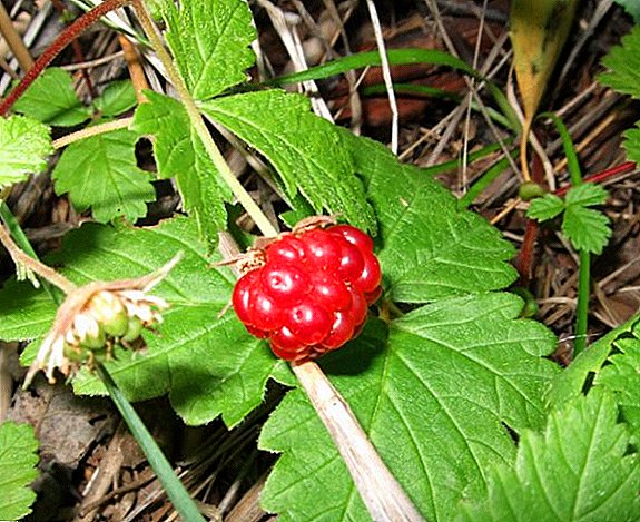 Rubus arcticus Usus utile proprietatibus et contraindications