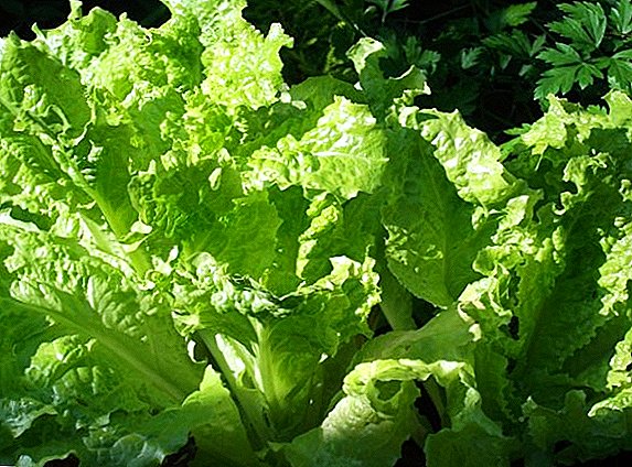 Matumizi ya saladi ya lettuce: faida na madhara kwa afya ya binadamu