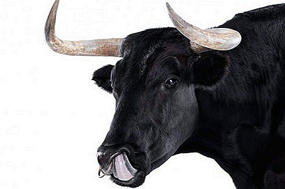 Životinja bik Domaće govedo