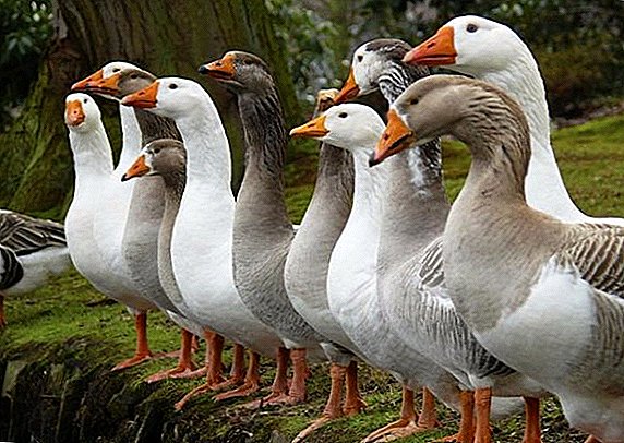 Lub neej expectancy ntawm domestic thiab wild geese